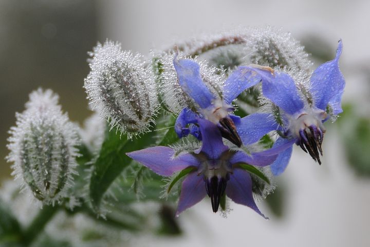 Borage nedir