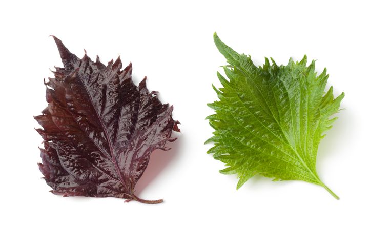 Shiso nedir