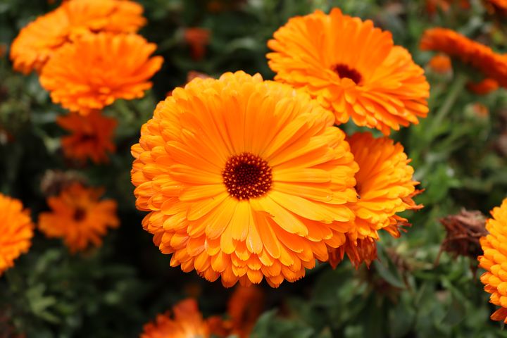 Calendula nedir