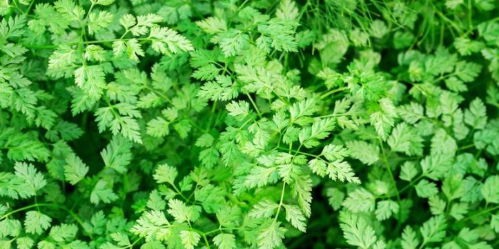 Chervil nedir