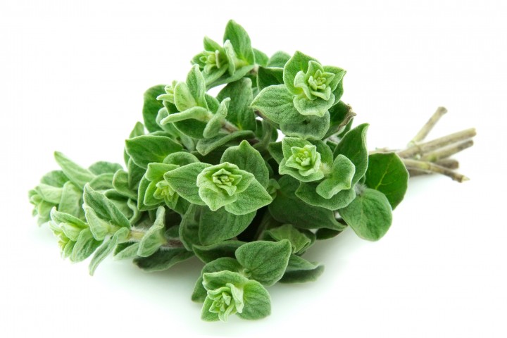 Marjoram nedir