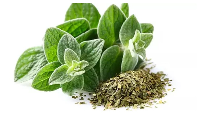 Oregano nedir