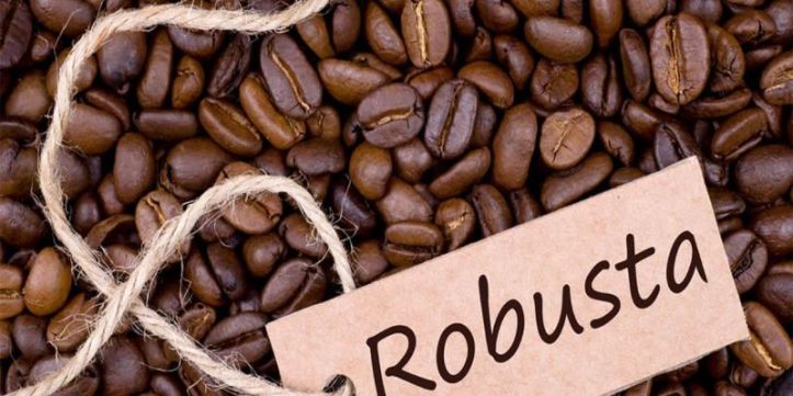 robusta kahve çekirdeği